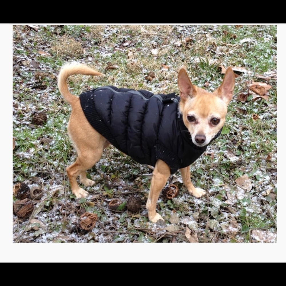 Hip doggie puffer coat